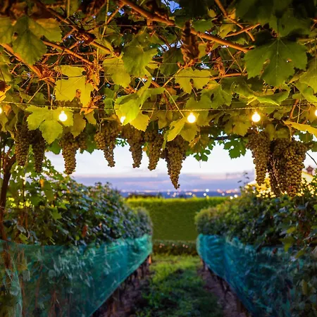 La Rosa Gialla Barolo